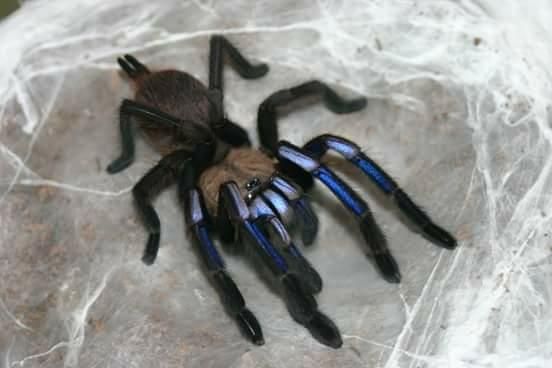 Ptasznik Chilobrachys Electric blue L3