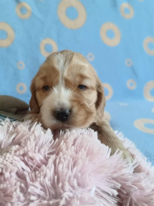 Suczka Cocker Spaniel Angielski