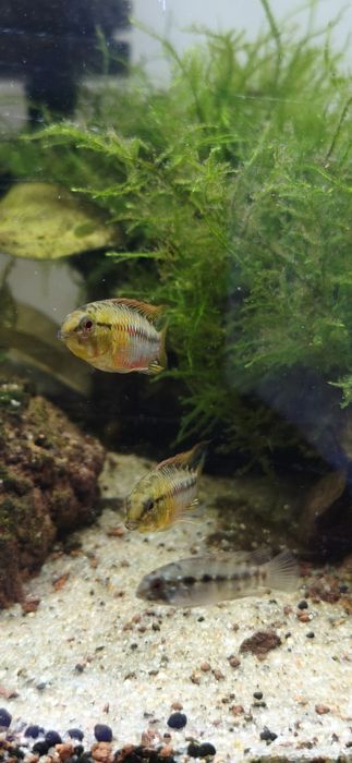 Apistogramas Hongsloi (casal)
