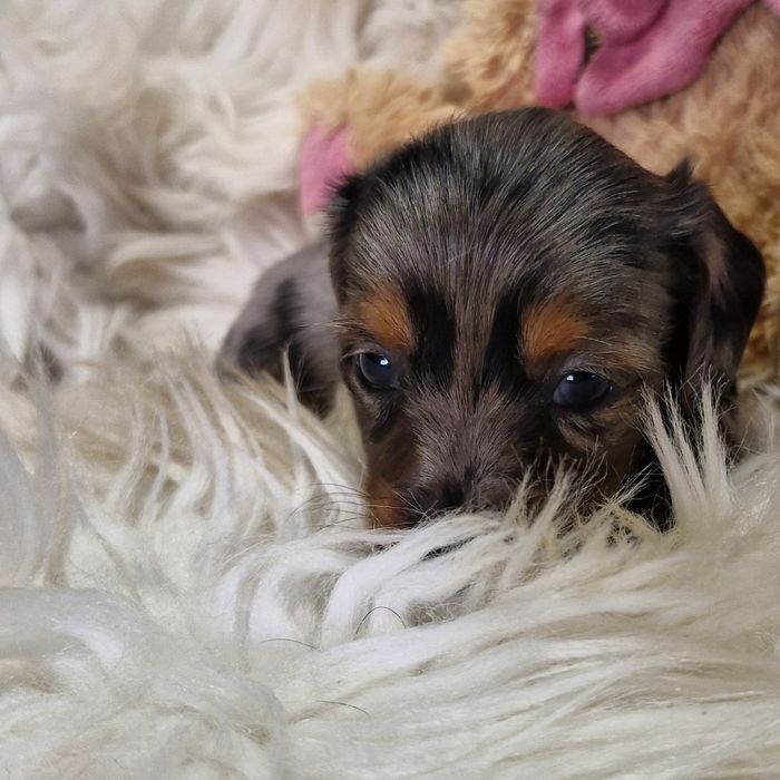 **HEIDY**jamnik miniaturowy sunia  blue merle krótkowłosa