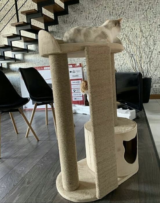 Drapak warszawa kotopies