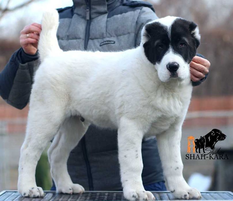 Великолепный кобель САО