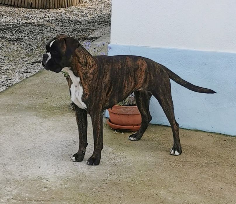 Boxer - Macho Fulvo