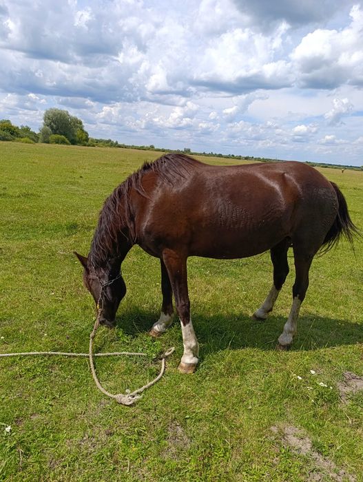 Продам кобилу Рівненська область (Варашський район)
