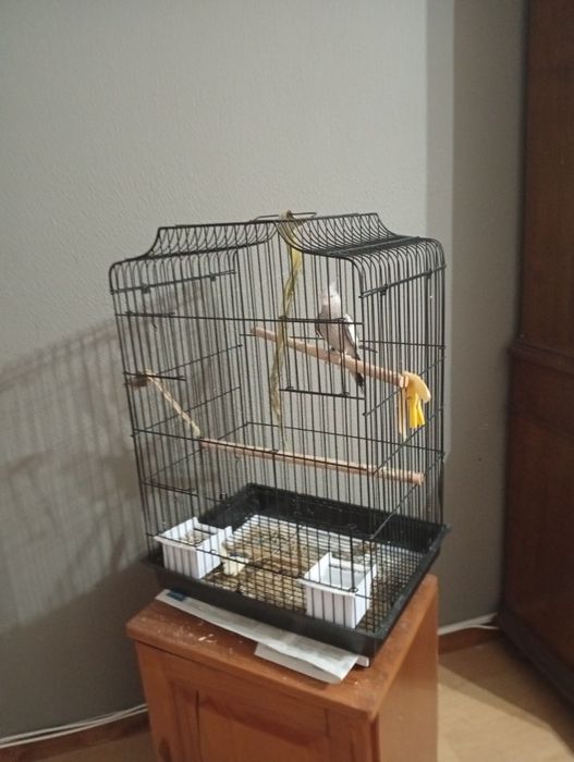 Vendo caturra domésticada