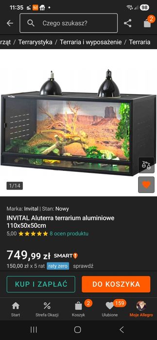 Agama brodata plus terarium