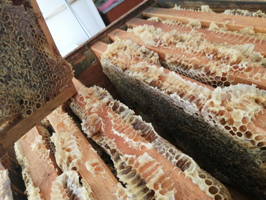 Mel multifloral (Gerês) e de eucalipto (Viana do Castelo)