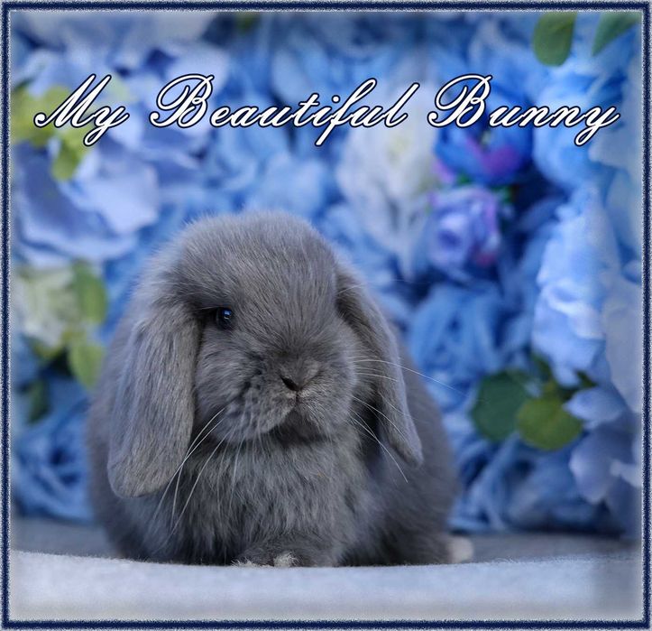 Piękny Królik Mini Lop - Niebieski