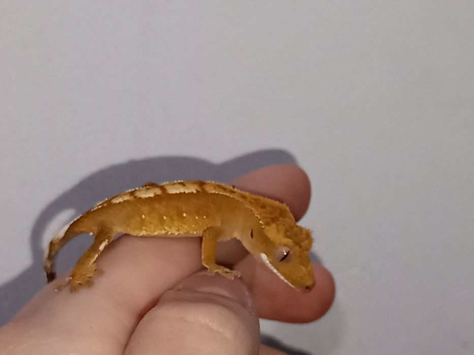 Młode gekony orzęsione