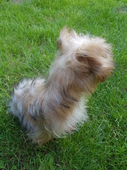 Yorkshire Terrier Ocean Pearl piesek