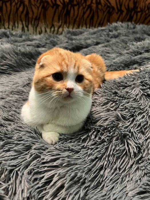 Шотландські котенята