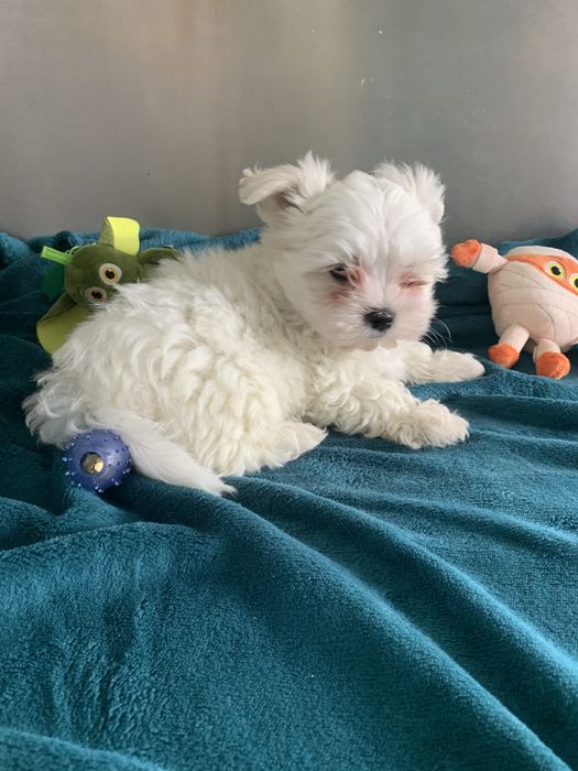 Bichon maltês menino