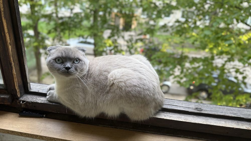 Прикрасна шотланка висловуха