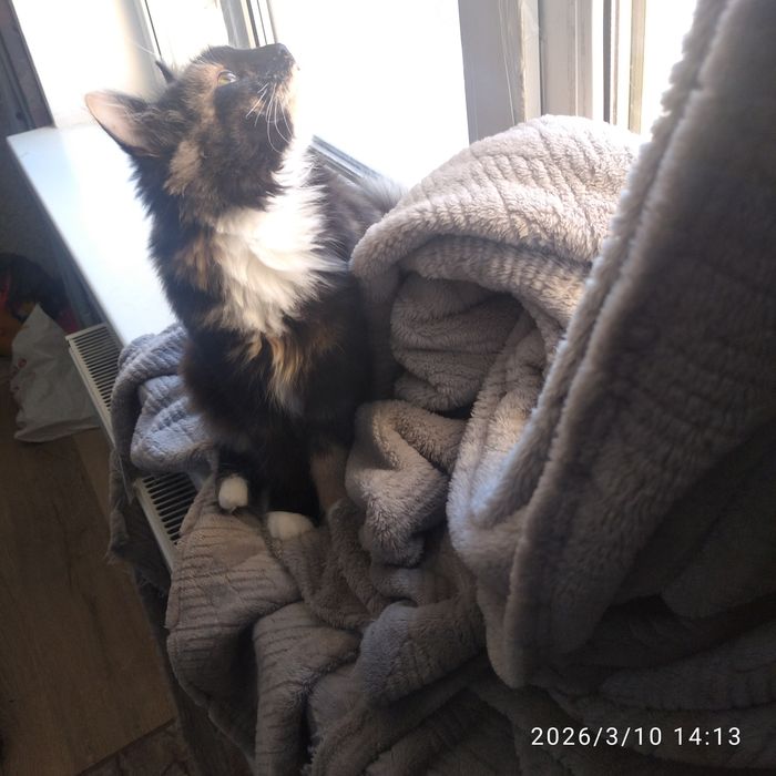 Отдам кошечку 5месяцев красуню