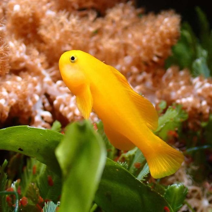 Gobiodon okinawae - ryba - akwarium morskie.