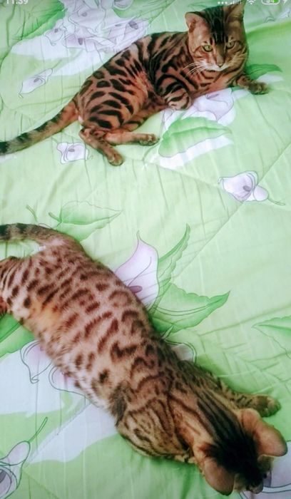 Бенгальські кошенята