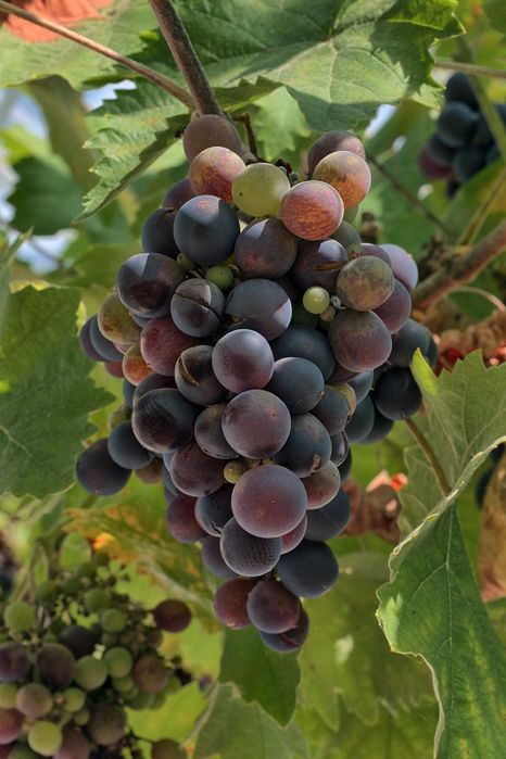 Sadzonki Winogron!70cm Bespestkowe i na wino! CAC!Owocujące