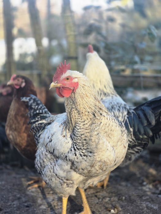 Koguty, kogut na sprzedaż