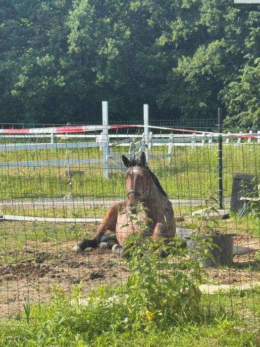 Piękny wałach na sprzedaż. Okazja