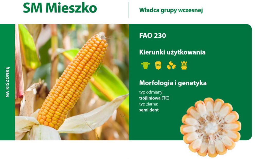 Kukurydza Sm Mieszko  Kosmal wyprzedaz 2026