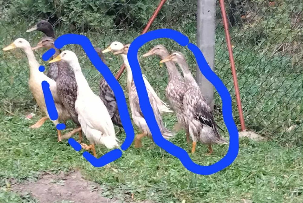 Na sprzedaż kaczki biegus indyjski.