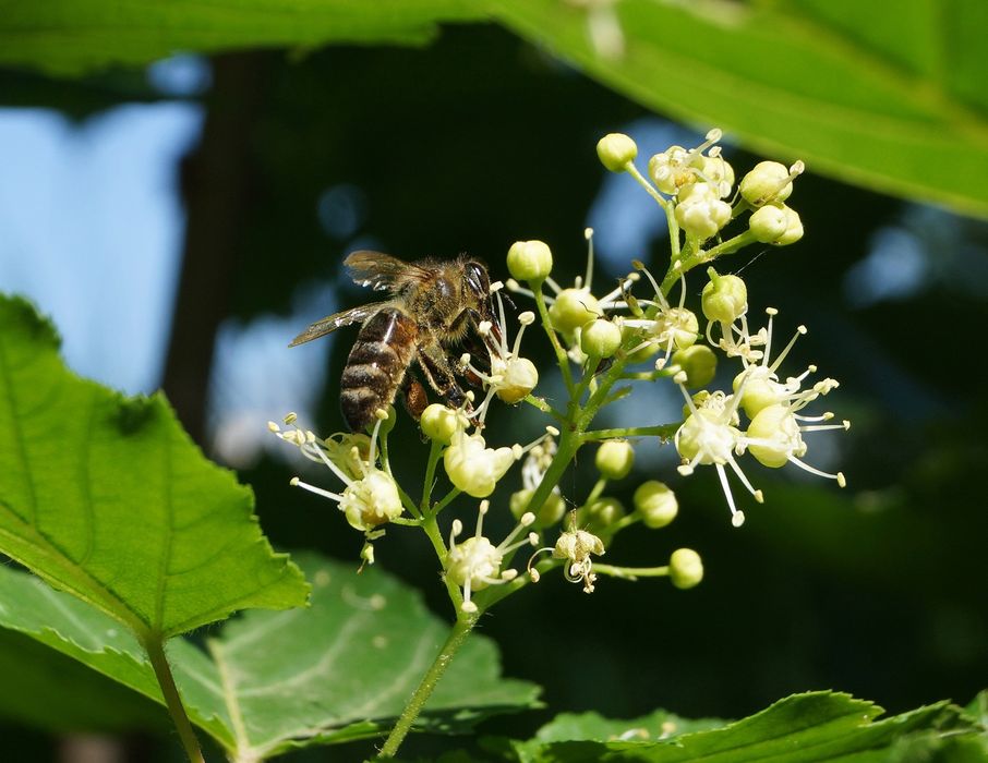 Лісовий мед Чорноклен, липа квіти. мед з чебрецю, гречки.Мёд лесной