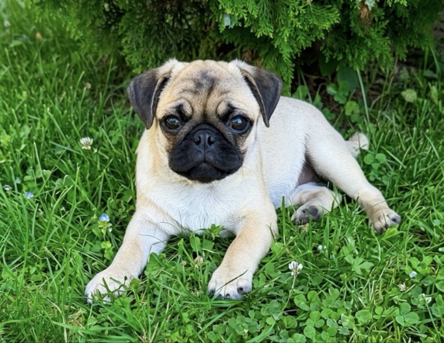 Mops śliczna dziewczynka ZKwP FCI
