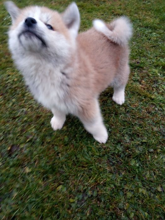 Akita Inu szczeniak.