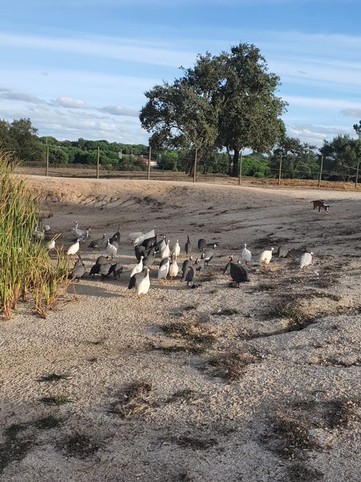 Perus, Galos e Fracas do campo