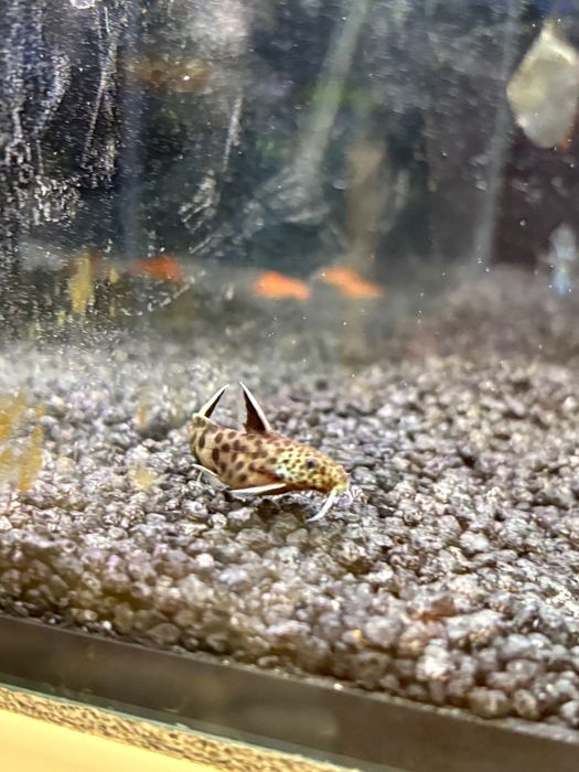Synodontis petricola