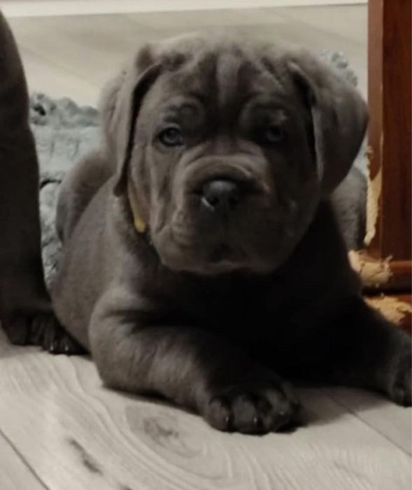 Сірий, найбільший хлопчик Кане Корсо