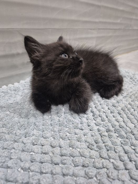 Котик котята кошенята