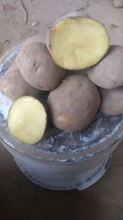 Ziemniaki Vineta świeże mlode