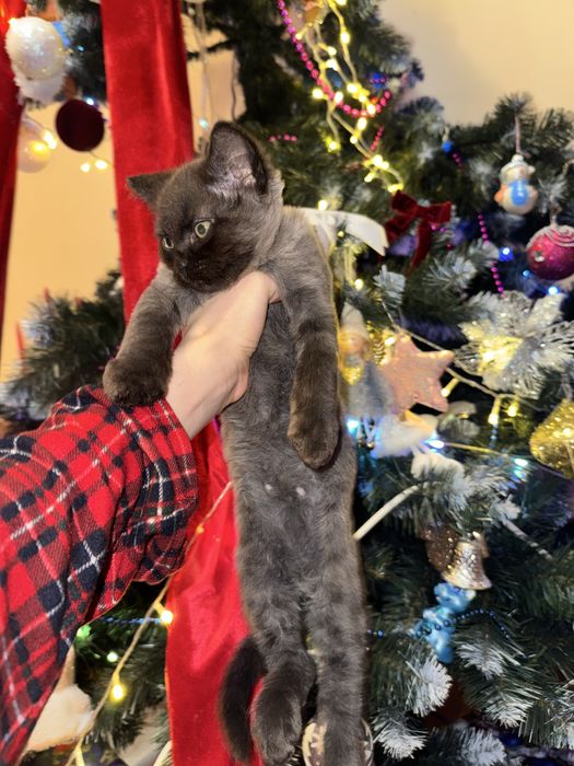 Відам котики в добрі руки