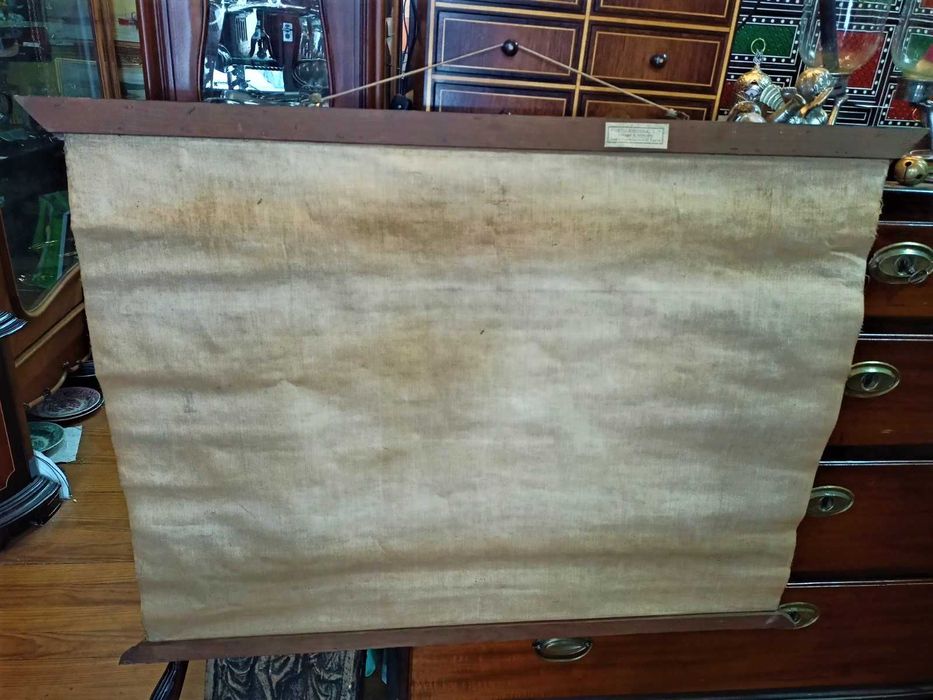 Mapa Corpo Humano Principais Orgãos