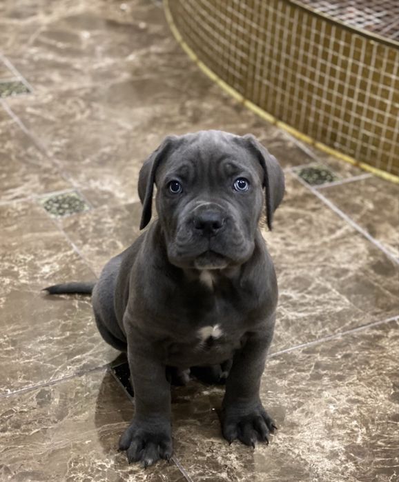 Елітні малюки-Cane corso