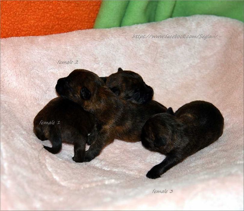 Cairn Terrier - rodowodowa (ZKwP/FCI) suczka