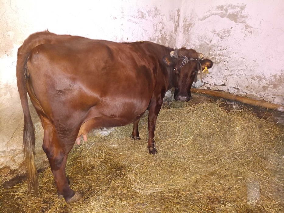 Sprzedam krowę wysoko cielną