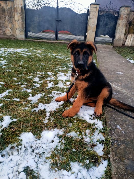 Продаж цуценят 3 місяці