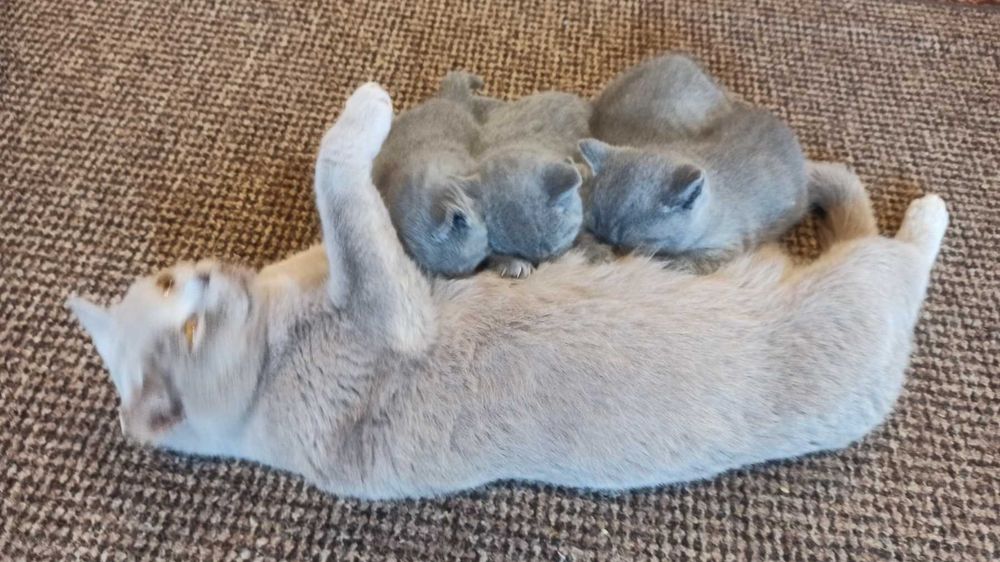 Британські кошенята