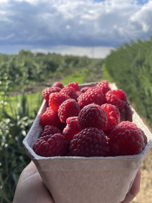 Maliny z własnej  plantacji