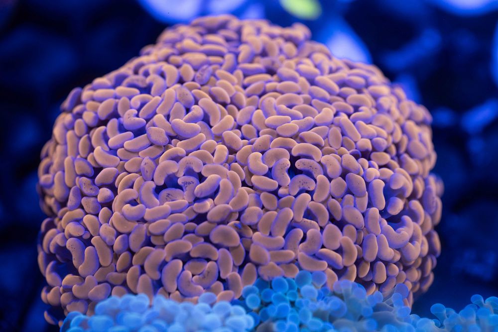 Euphyllia Paraancora Raspberry