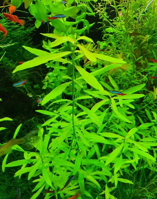 Hygrophila Polysperma/ Wielonasienna