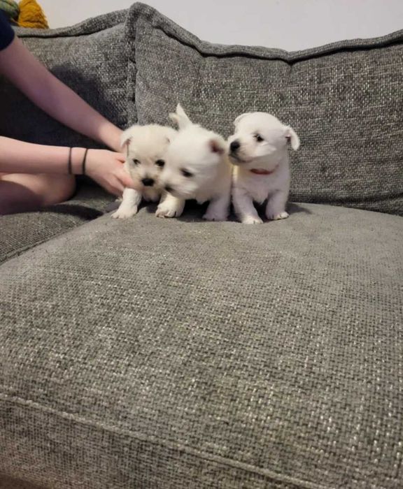 West Highland White Terrier