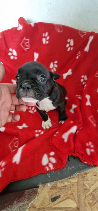 Menino bulldog preto