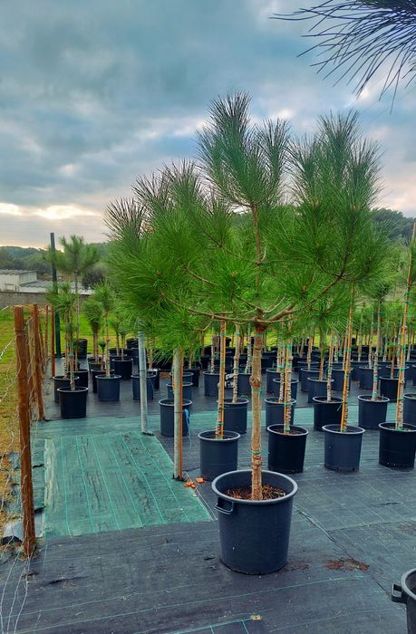 Lote 10 pinheiros mansos 1.90/2.10..Entrega incluída