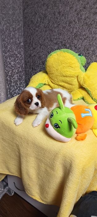 Кукольная девочка кавалер кинг чарльз спаниель