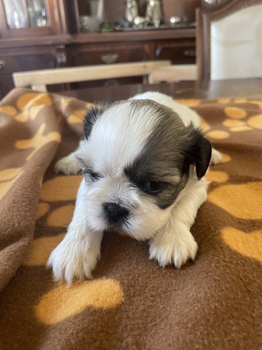 Shi-tzu super top femea excelente