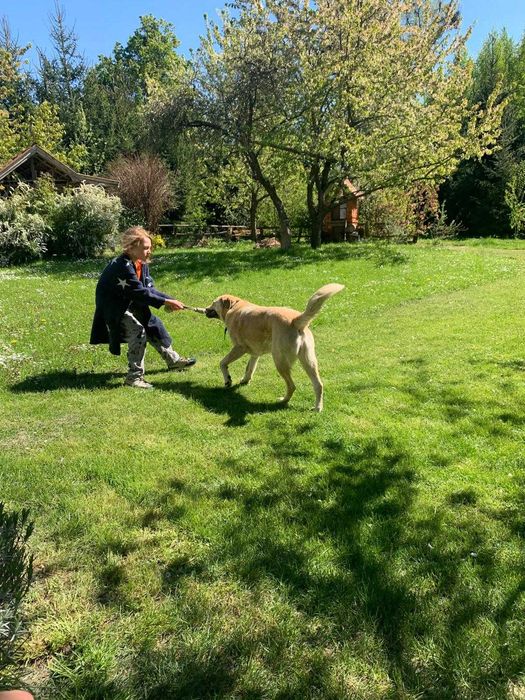 Szukamy nowego domu dla psa