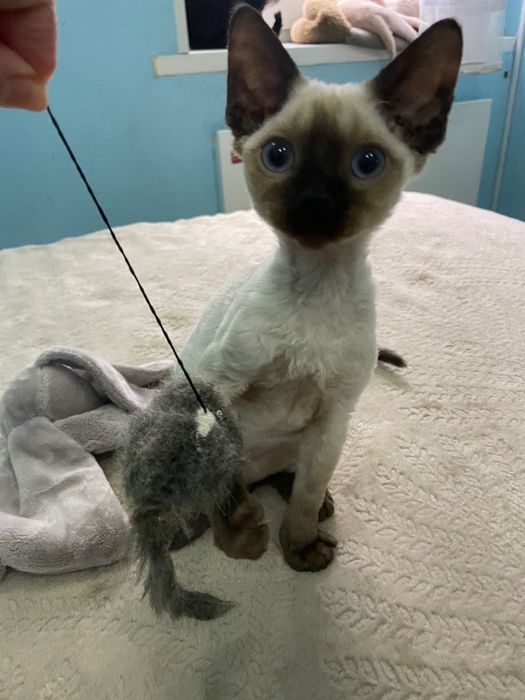 Котики девон рекс